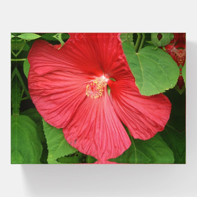 Hibiscus Flower Bright Magenta Floral Paperweight (Front)
