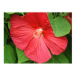 Hibiscus Flower Bright Magenta Floral Poster