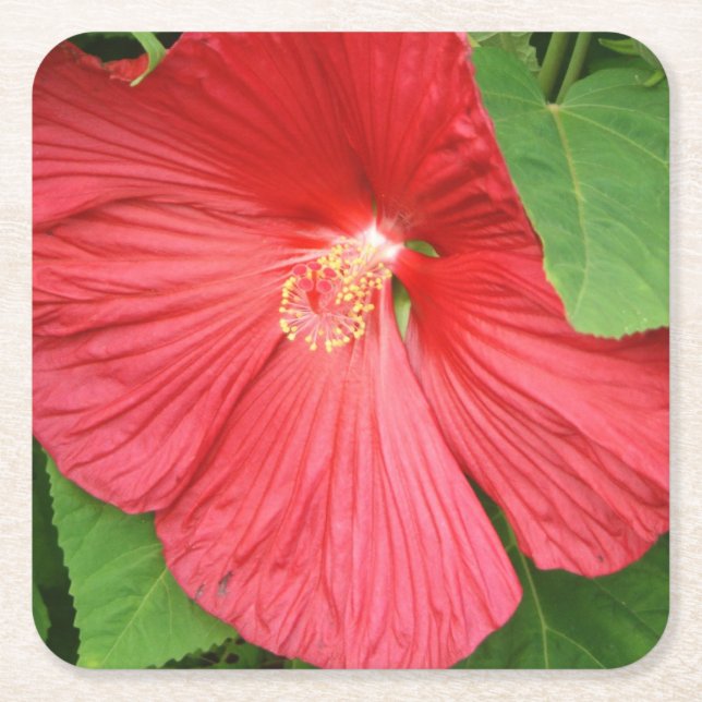 Hibiscus Flower Bright Magenta Floral Square Paper Coaster (Front)