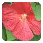 Hibiscus Flower Bright Magenta Floral Square Sticker