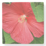 Hibiscus Flower Bright Magenta Floral Stone Coaster