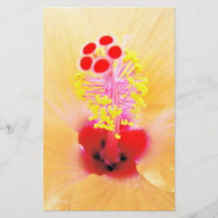 Hibiscus Flower Photograph Stationery
