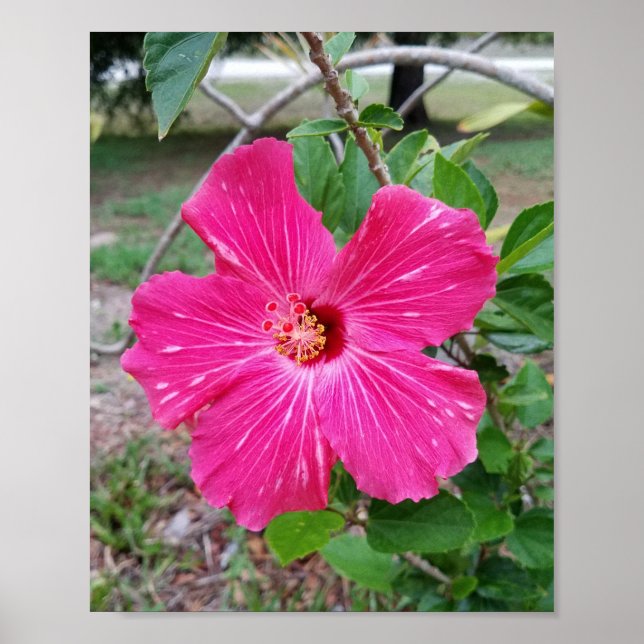 Hibiscus Flower, Photography, Fuchsia Hibiscus NYC Poster (Front)