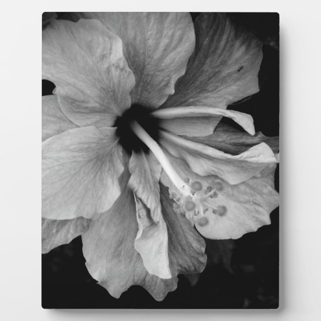 Hibiscus Flower Photography Plaque (Front)