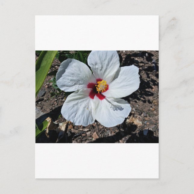 Hibiscus Flower Postcard (Front)