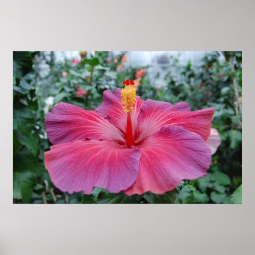 Hibiscus Flower Poster