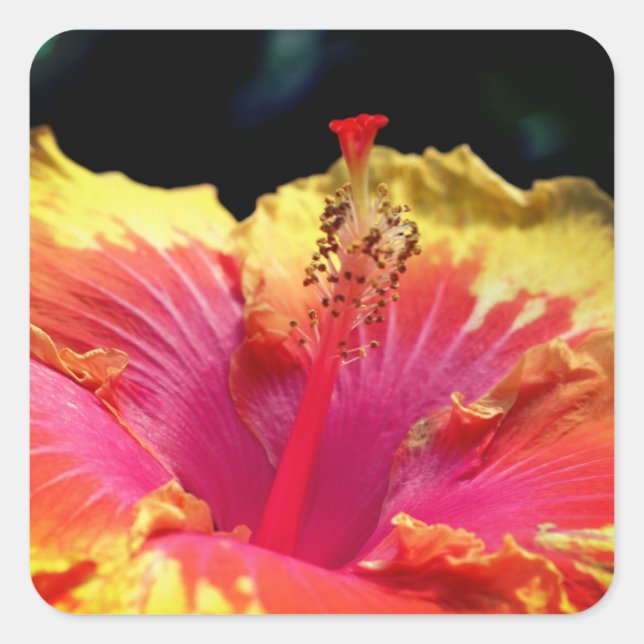 Hibiscus Flower Up Close  Square Sticker (Front)
