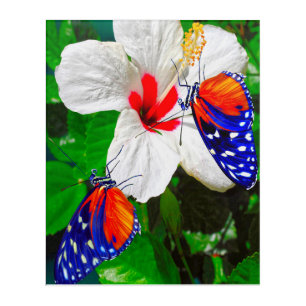 Hibiscus flower with 2 Tiger Longwing butterflies Acrylic Print