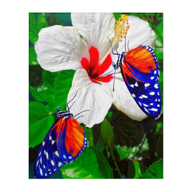 Hibiscus flower with 2 Tiger Longwing butterflies Acrylic Print (Front)