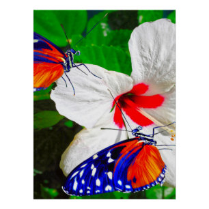 Hibiscus flower with 2 Tiger Longwing butterflies Poster