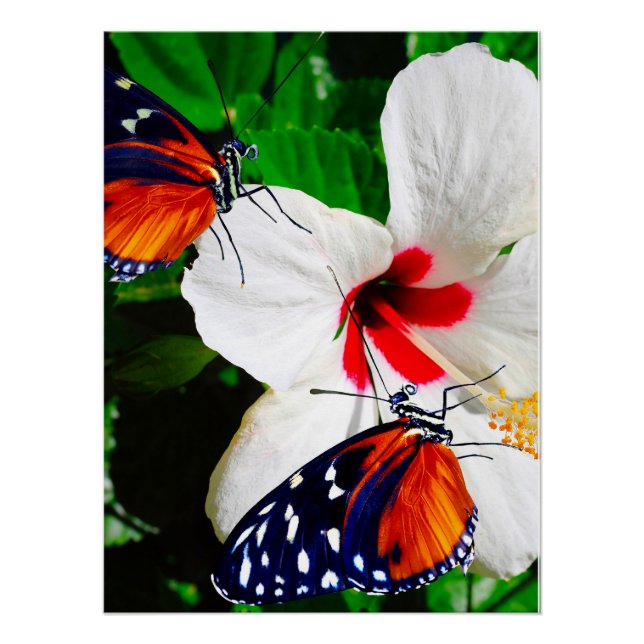 Hibiscus flower with Tiger Longwing Glossy Poster (Front)