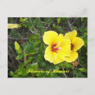Hibiscus Flowers of Hawaii Postcard