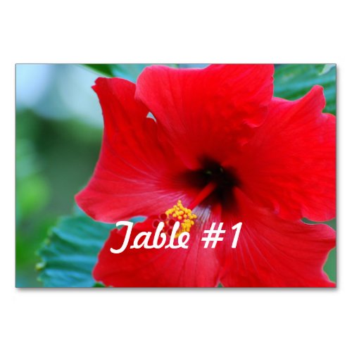Hibiscus Flowers Table Number