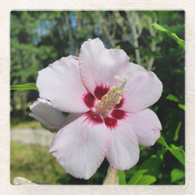 Hibiscus Glass Coaster (Front)