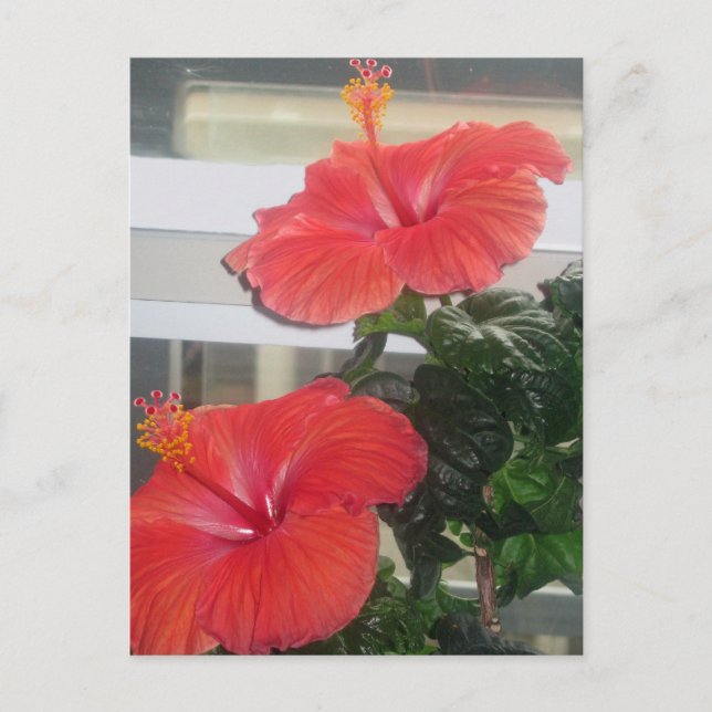 Hibiscus House Plant Postcard (Front)