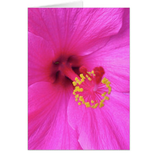 Hibiscus in Magenta Cards