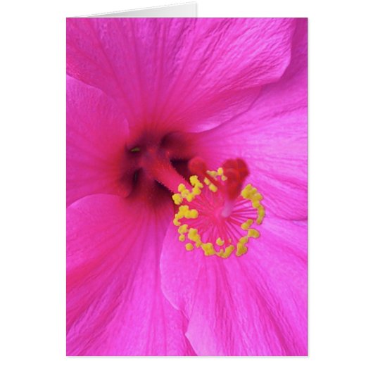 Hibiscus in Magenta Cards (Front)
