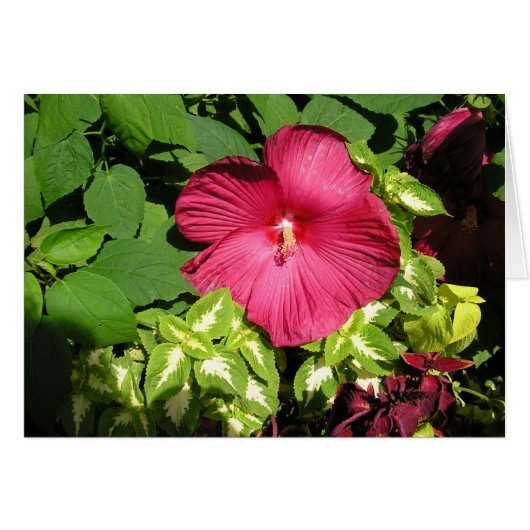 Hibiscus in sunlight (Front Horizontal)