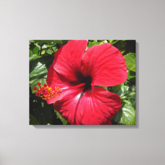 Hibiscus in wine red canvas print