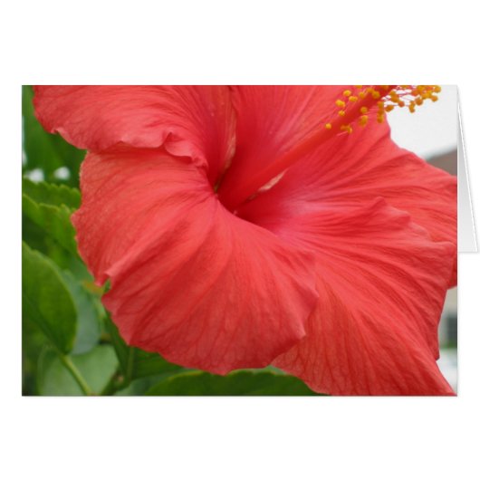 Hibiscus - Large Cards (Front Horizontal)