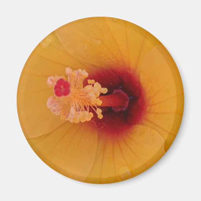 Hibiscus Magnet (Front)