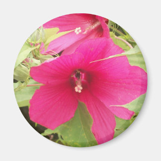 hibiscus Magnet