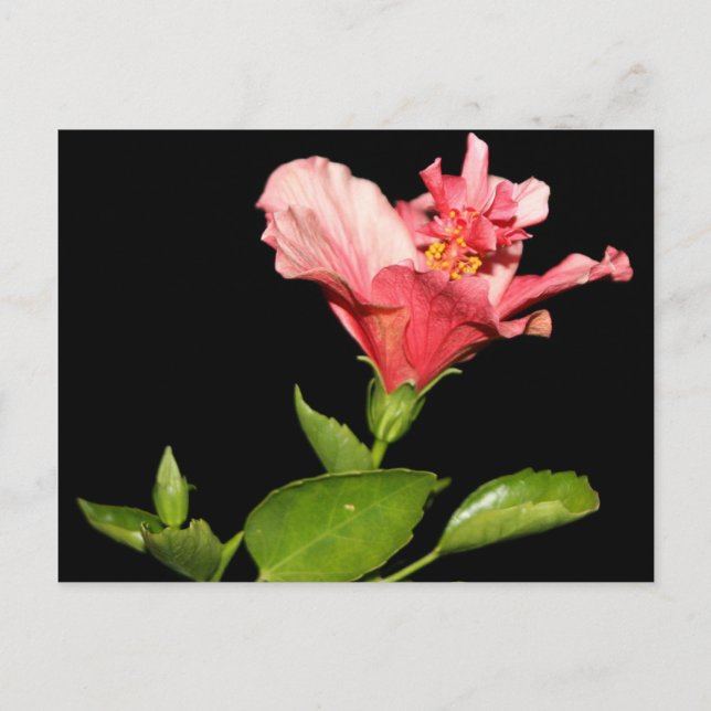 Hibiscus @ Night Postcard (Front)