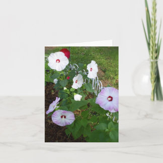 Hibiscus notecard, variety card