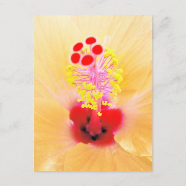 Hibiscus Postcard (Front)