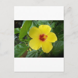 Hibiscus Postcard