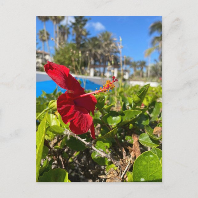 Hibiscus Postcard (Front)