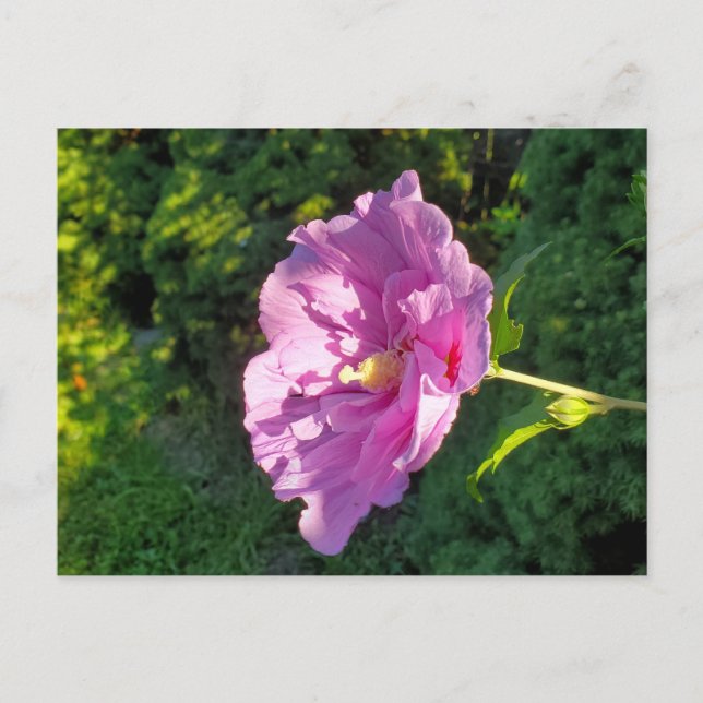 Hibiscus Postcard (Front)