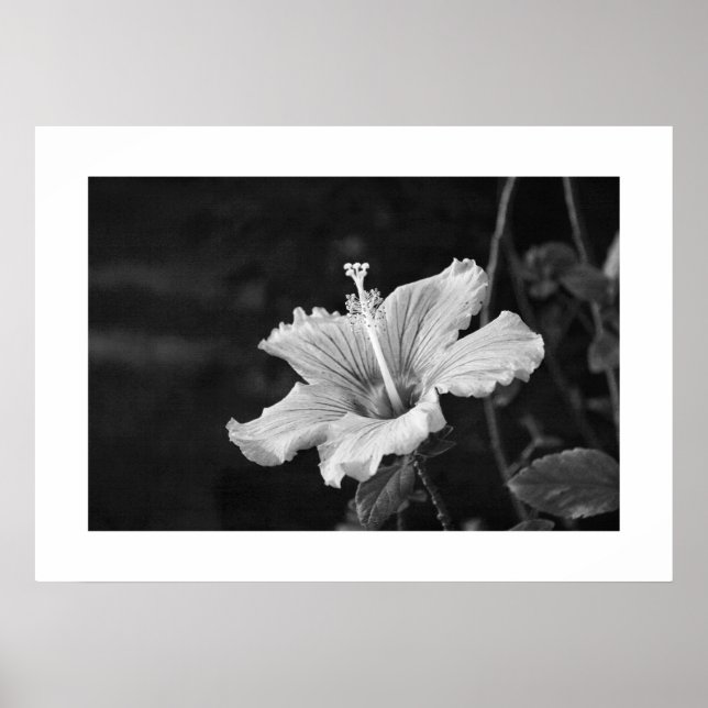 Hibiscus poster #2 (Front)