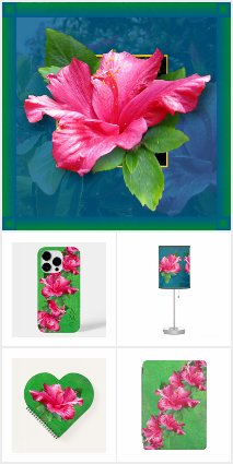 Hibiscus Queen of Flowers