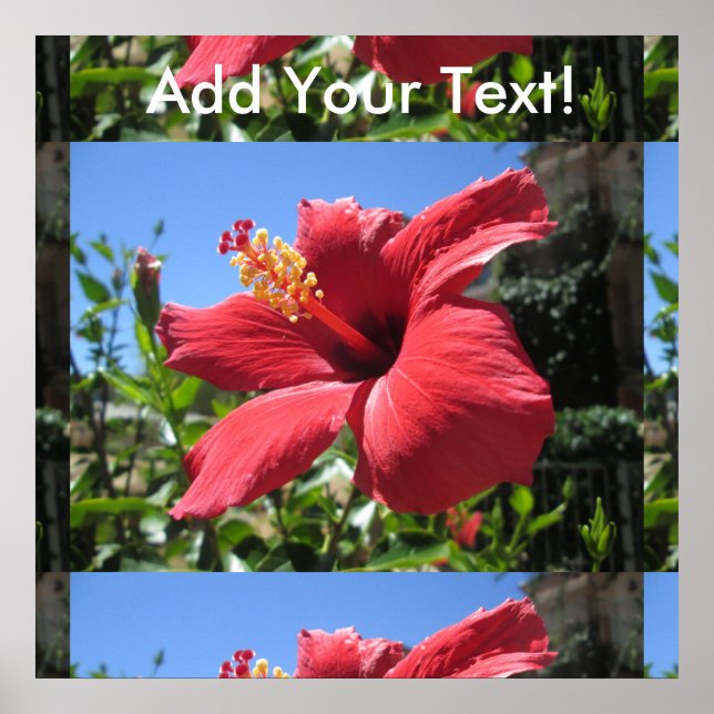 Hibiscus Red Flower Poster (Front)