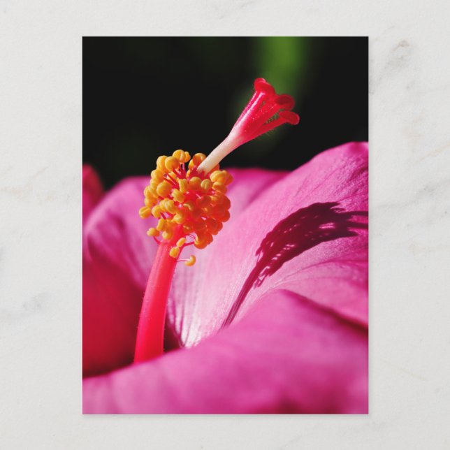 Hibiscus rosa-sinensis - closeup of a Hibiscus Postcard (Front)