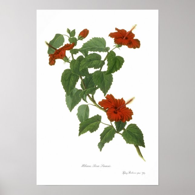 Hibiscus rosa-sinensis poster (Front)