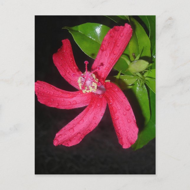 hibiscus rouge postcard (Front)