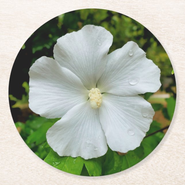 Hibiscus Round Paper Coaster (Front)