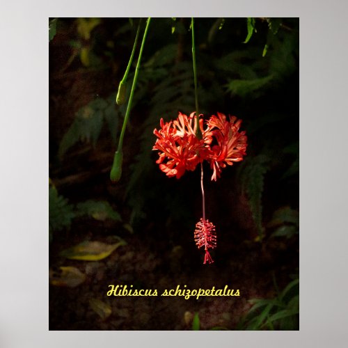 Hibiscus schizopetalus _ Japanese Lantern Poster