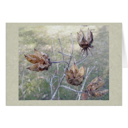 Hibiscus Seed Pods Card (Front Horizontal)
