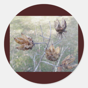 Hibiscus Seed Pods Stickers