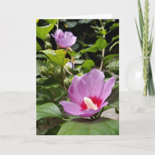 Hibiscus syriacus Aphrodite Shrub  rose Bloom Card