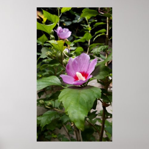 Hibiscus syriacus Aphrodite Shrub  rose Bloom Poster