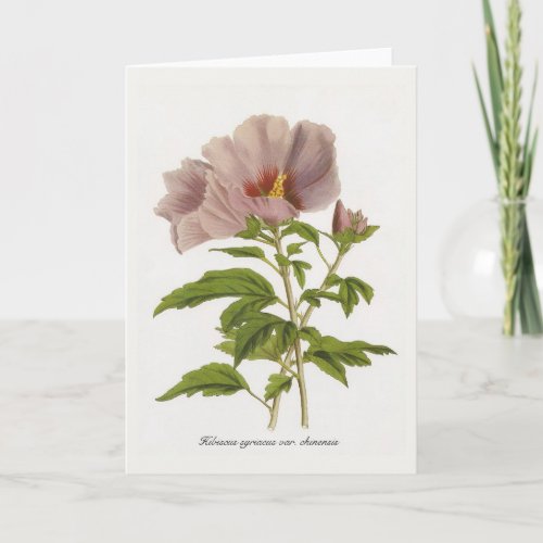 Hibiscus syriacus var chinensis by Louis_Aristide Card