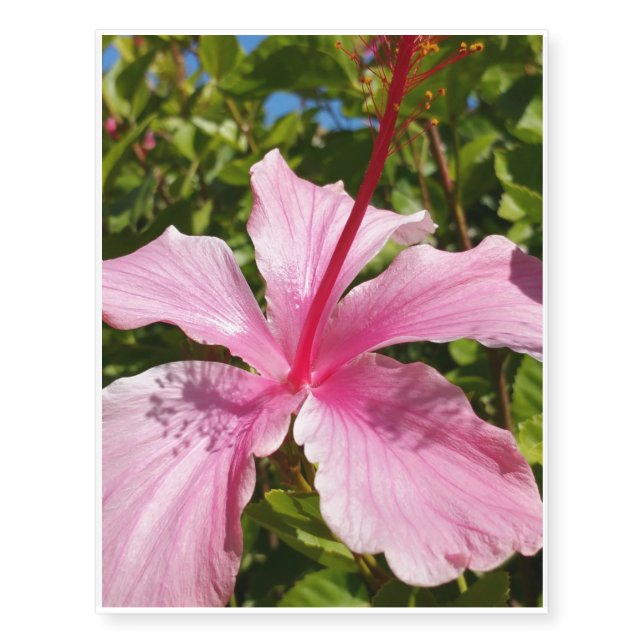Hibiscus Temporary Tattoos (Front)