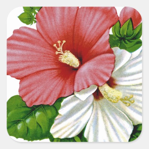 Hibiscus Vintage Seed Packet Square Sticker