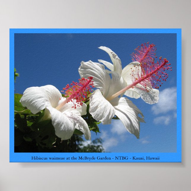 Hibiscus waimeae at McBryde Garden - NTBG - Kauai Poster (Front)