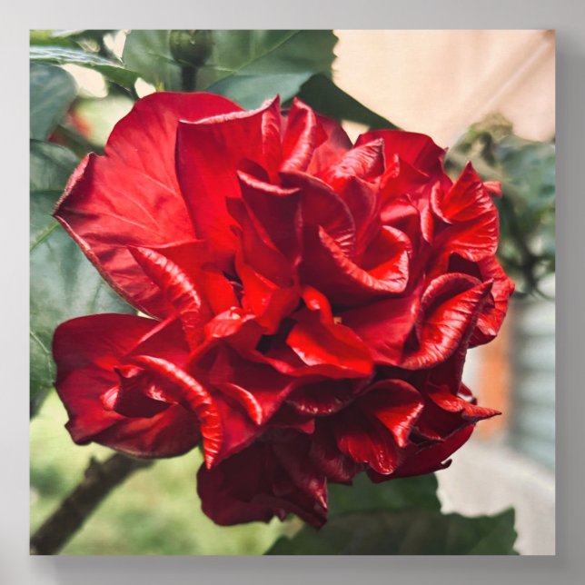 hibiscus wood photo tile  (Front Set)