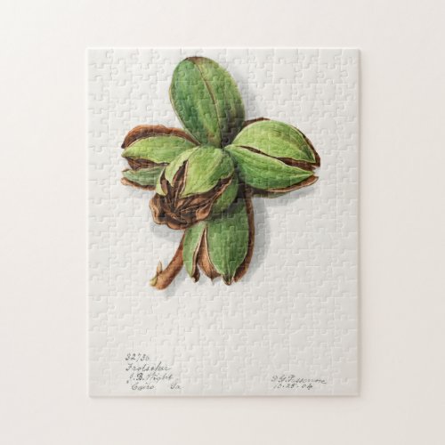 Hickory Carya Fruit Watercolor Painting Jigsaw Puzzle